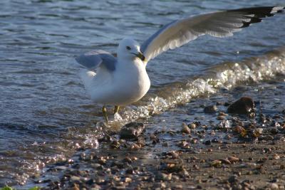 Seagull with Wing Extended