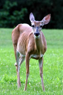 Deer Faculty Road