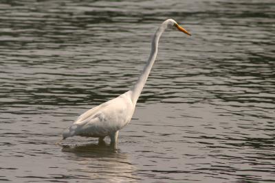 Egret