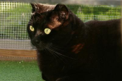 Squeaky the Cat