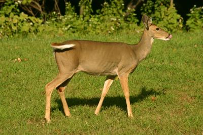 Deer: Lip-smackin' good
