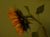 09-08-05 sunflowers