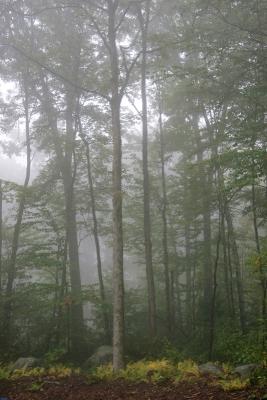 Foggy day