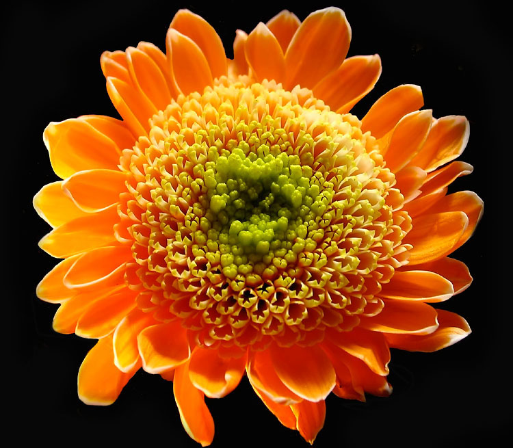 Macro