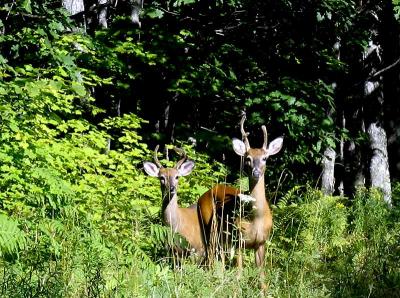 Deer in Ottawa National Forest