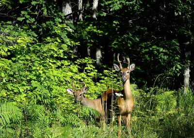 Deer in Ottawa National Forest #2