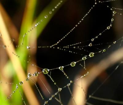 Spider Web Droplets