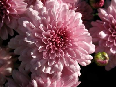 Fall Mum