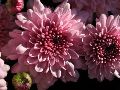 Fall Mums2