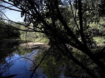 Greenbriar Woodland Stream