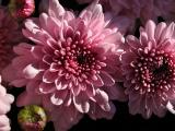 Fall Mums2