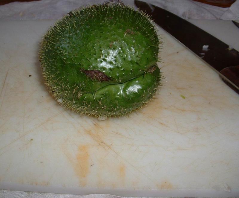 spiny chayote