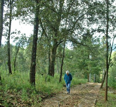 quercus_camino