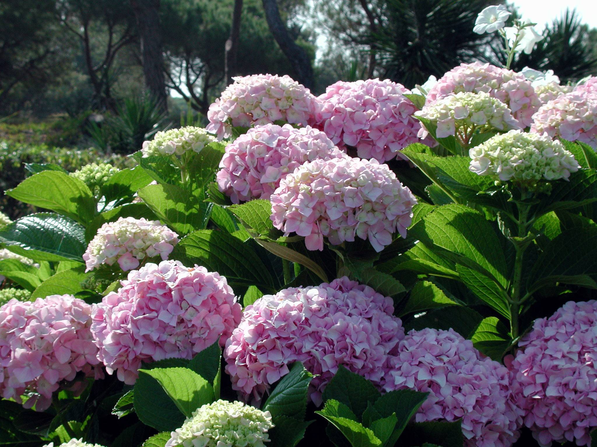 Flores al amanecer / Flowers at dawn