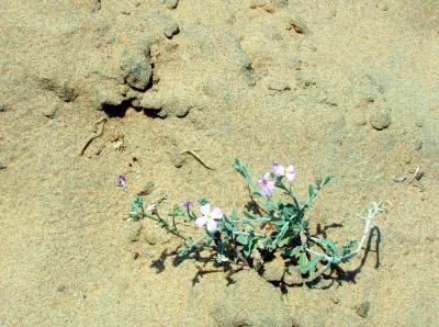 Incluso en el desierto / Desert Flowers