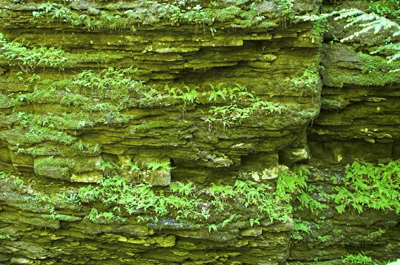 Ferns & Rock