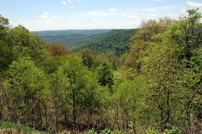 forest overlook