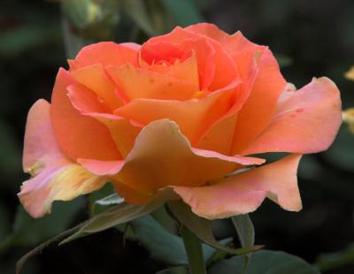 rose 3