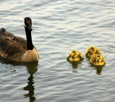 Canada Goose 19
