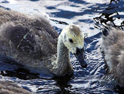 Canada Goose 22
