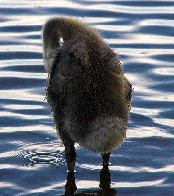 Canada Goose 24