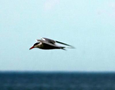Common Tern 2