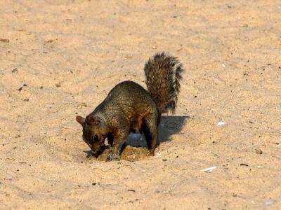 beach squirrel?