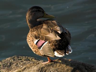 ducks 31