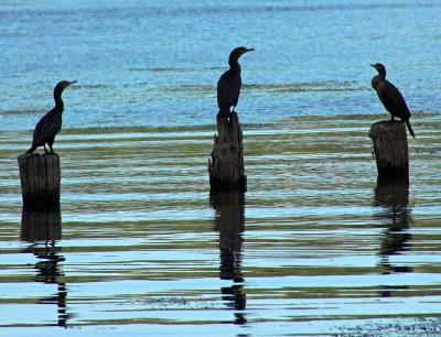 Cormorant 2