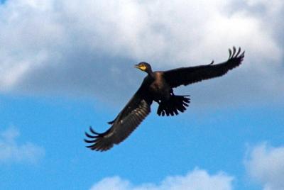 Double-crested Cormorants