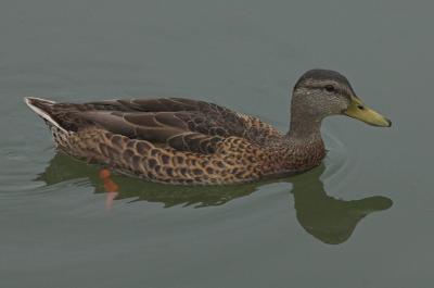 ducks 33