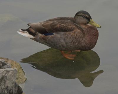 ducks 34