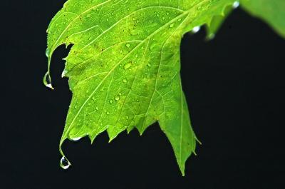 Rain 13