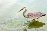 Heron 8