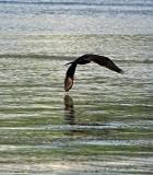 Cormorant 19