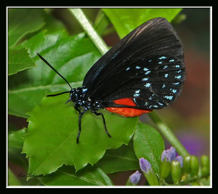 Atala, This Florida butterfly shows iridescent blue-green spots.
