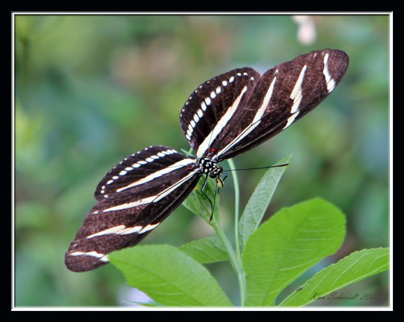 Zebra Heliconia