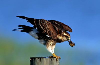 Reprossed Kite ,took off the leg bands