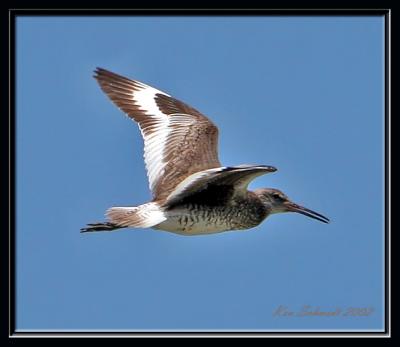 WIllet