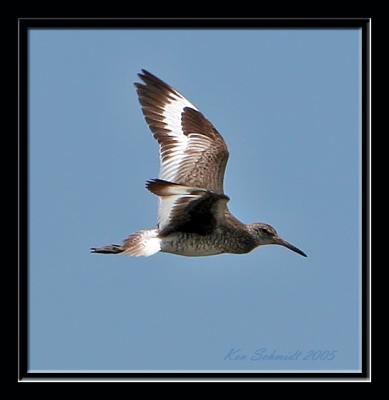 Willet in flight