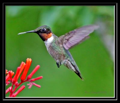 Nice Ruby Throated Hummingbird