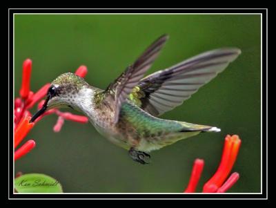 Hummingbird. Ruby Throated , up close