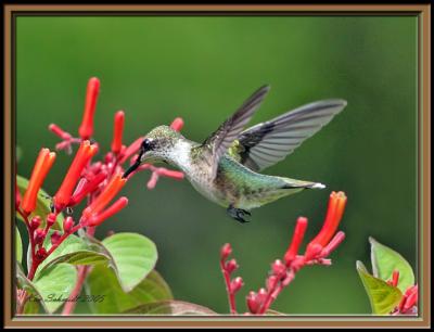 Hummingbird, Ruby-throated, feeding.