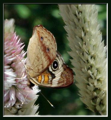 Common Buckeye