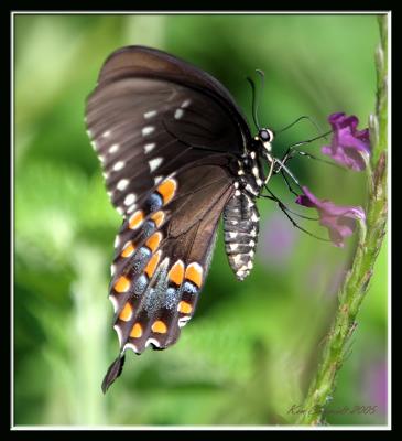 Spicebush Swallowtail