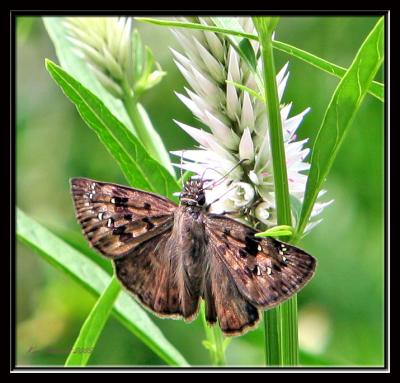 Horace's Duskywing,female taken at Lue Gardens,Florida