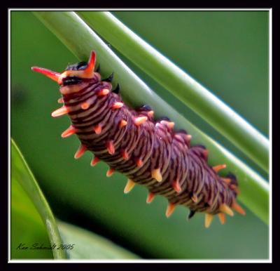 Polydamas Swallowtail (Gold Rim) larva