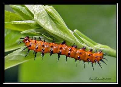 Gulf Fritillary larva