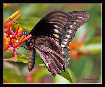 Polydamas Swallowtail (Gold Rim)