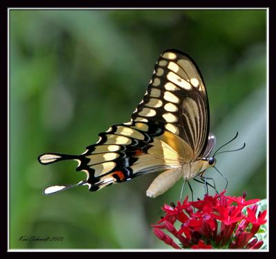 Giant Swallowtail